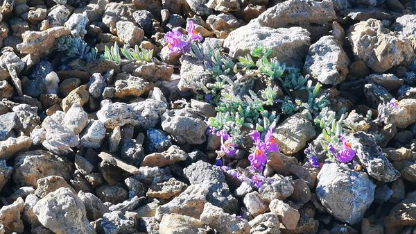 Bergleinkraut wächst selbst noch weit oberhalb der Baumgrenze.
