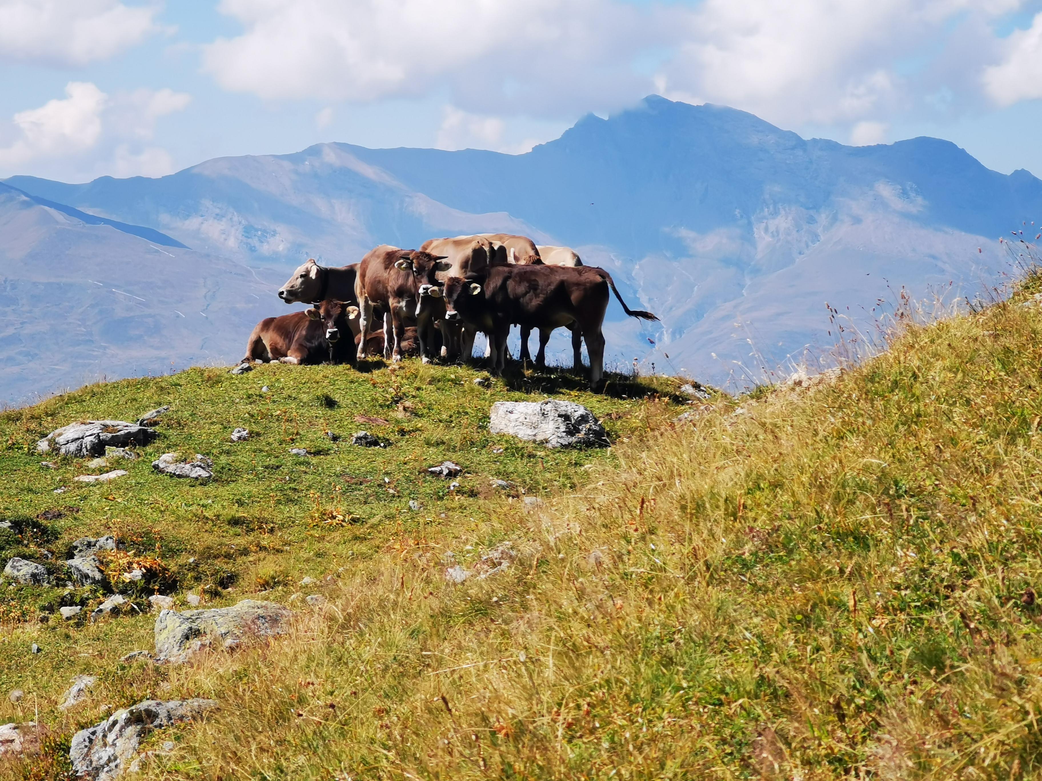 Kühe auf einem Hügel über der Baumgrenze zwischen Alp Flix und Alp d'Err.