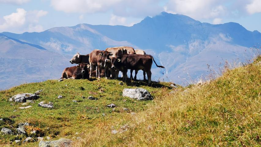 Kühe auf einem Hügel über der Baumgrenze zwischen Alp Flix und Alp d'Err.
