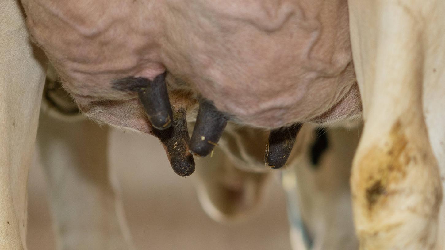 Kühe produzieren Milch, um ihren Nachwuchs zu ernähren. Was passiert, wenn die Flüssigkeit ins Glas statt ins Kälbchen fließt?