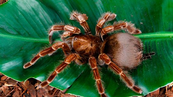 Jetzt wird's gruselig: Was ist die größte Spinne auf der Welt?