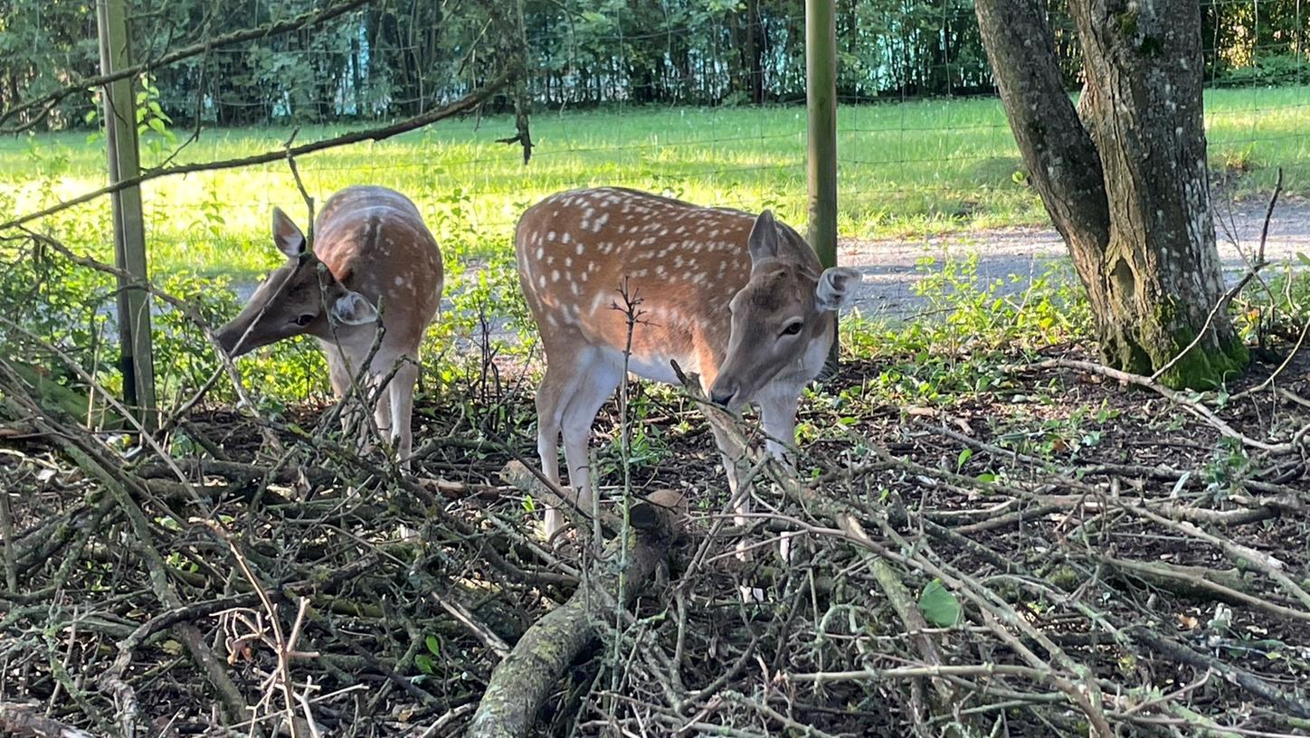 Das Tiergehege im Bad Windsheimer Kurpark mit den Rehen ist natürlich auch dabei. Das Tiergehege im Bad Windsheimer Kurpark mit den Rehen ist natürlich auch dabei.