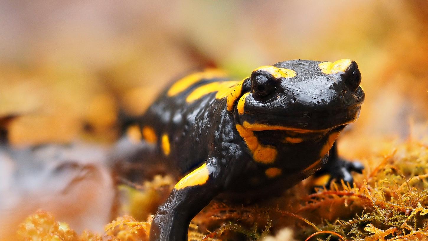 Auge in Auge mit dem Feuersalamander. Auge in Auge mit dem Feuersalamander.