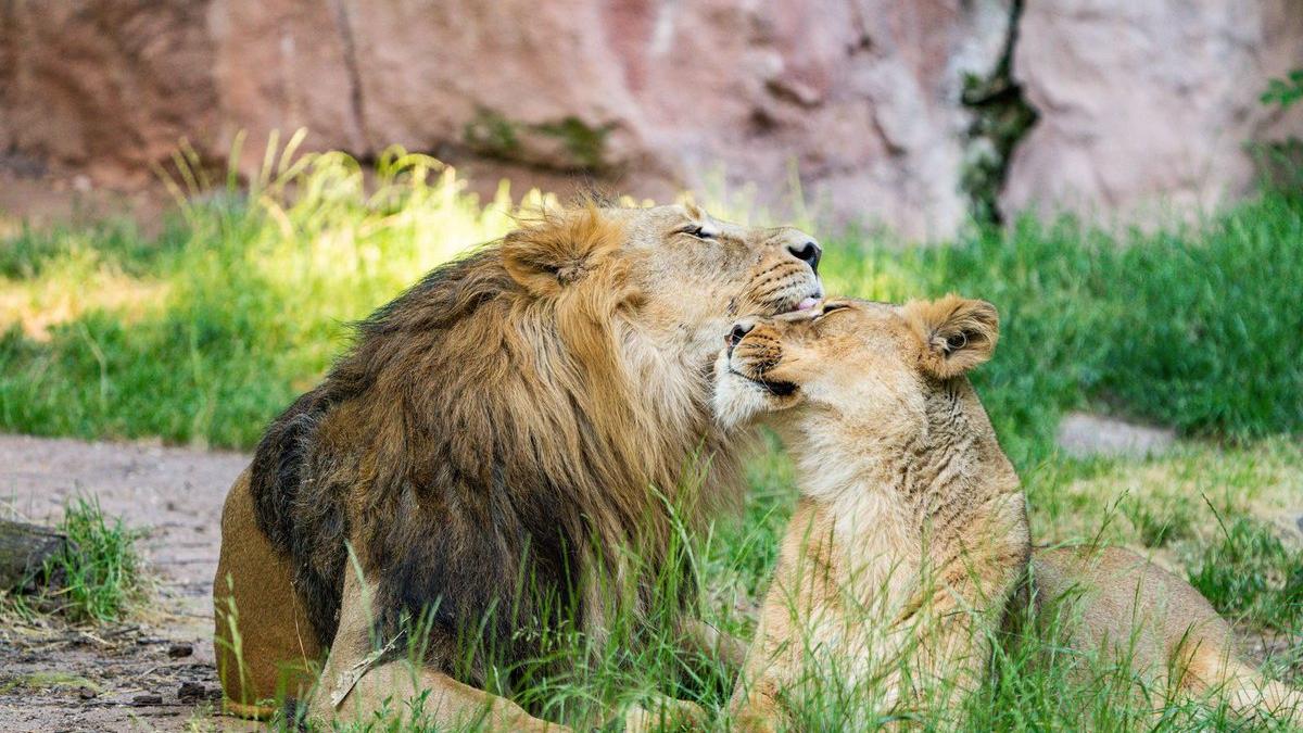 Die Asiatischen Löwen Kiron und Aarany. Die Asiatischen Löwen Kiron und Aarany.