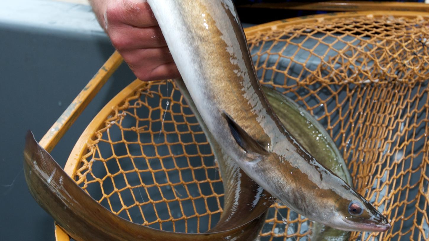 Ob auch Fische aus der Anlage im Forchheimer Stadtteil Buckenhofen entwendet wurden, steht noch nicht fest. (Symbolbild) Ob auch Fische aus der Anlage im Forchheimer Stadtteil Buckenhofen entwendet wurden, steht noch nicht fest. (Symbolbild)