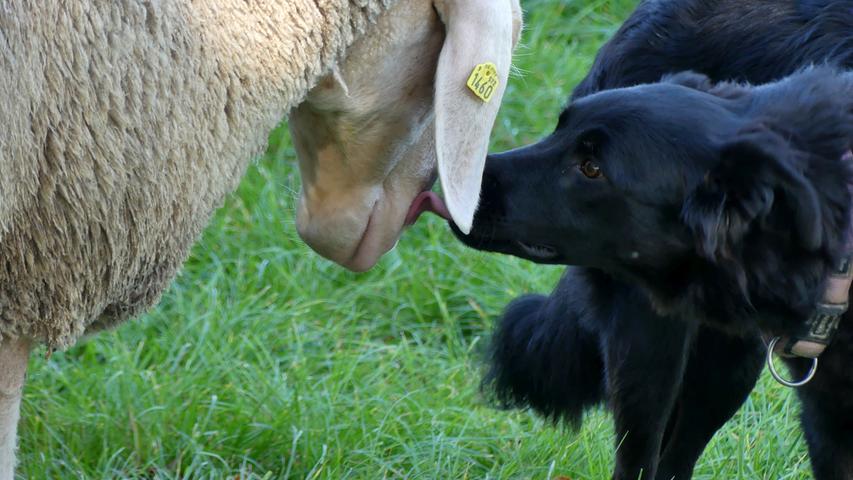 Offenbar mag dieser Hirtenhund die ihm anvertrauten Schafe sehr! Mehr Leserfotos finden Sie hier