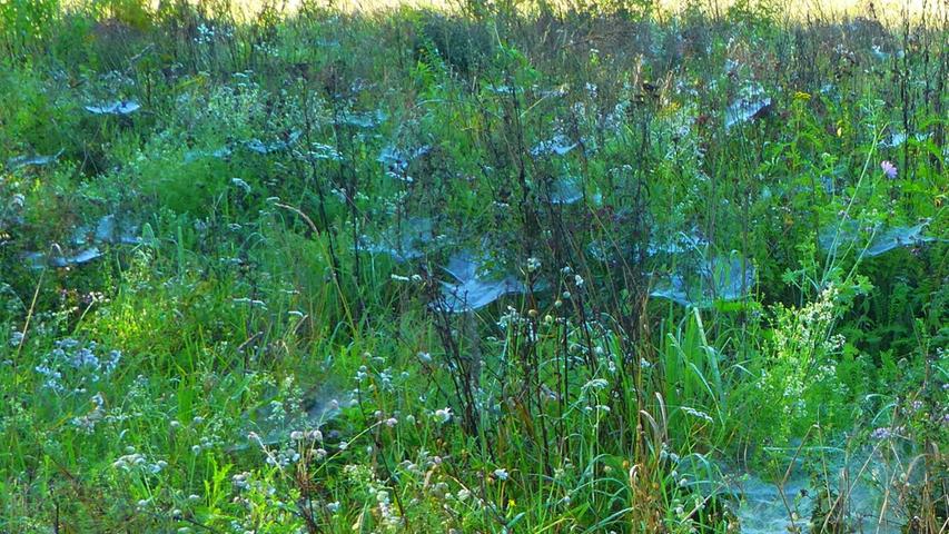 Viele blauschimmernde Spinnennetze verzaubern ein Feld am Dechsendorfer Weiher in eine Märchenlandschaft. Mehr Leserfotos finden Sie hier