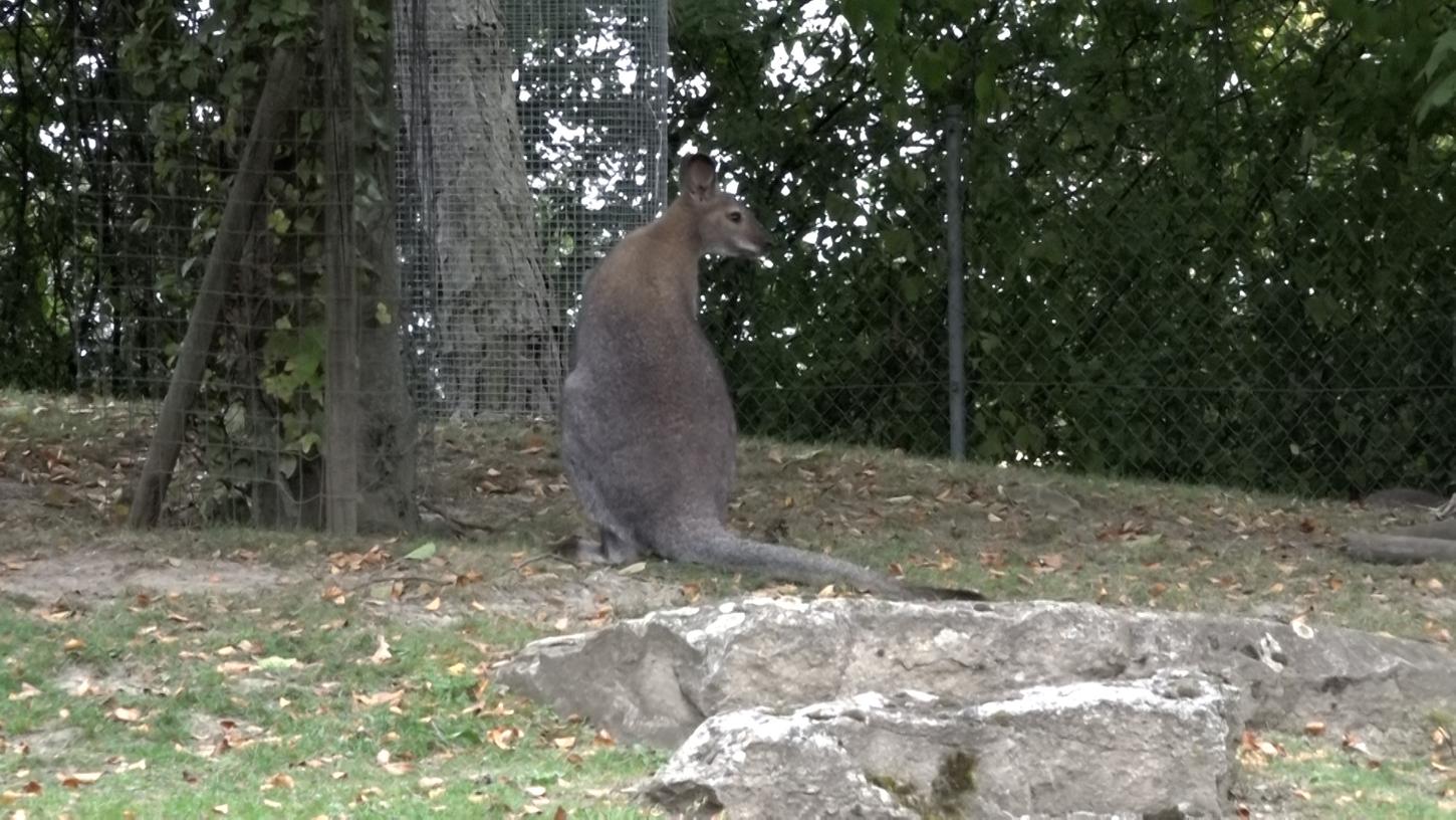 Das Känguru Willi ist aus dem Zoo in Hof entlaufen. Wer das Tier sichtet, soll sich mit der Polizei in Kontakt setzen.