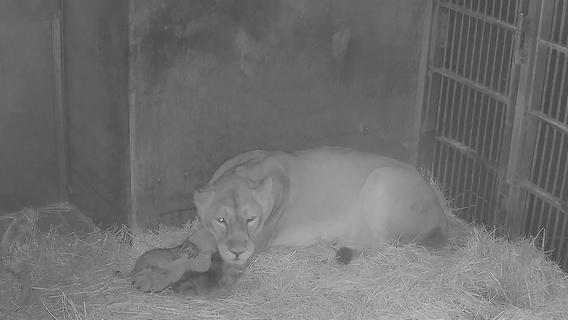 Niedliches Video veröffentlicht: Hier kuscheln die Löwenbabys mit Mama Aarany