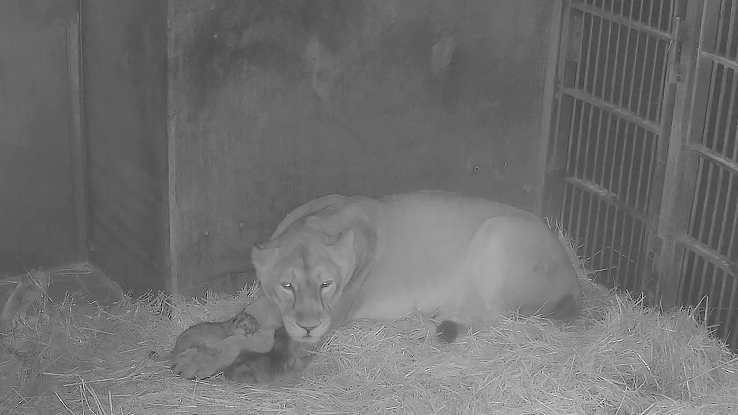 Am Samstag sind die Jungtiere von Löwenmutter Aarany auf die Welt gekommen.