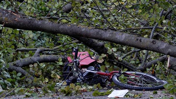 20 Meter Buche stürzt im Park auf Radfahrerin und Fußgänger