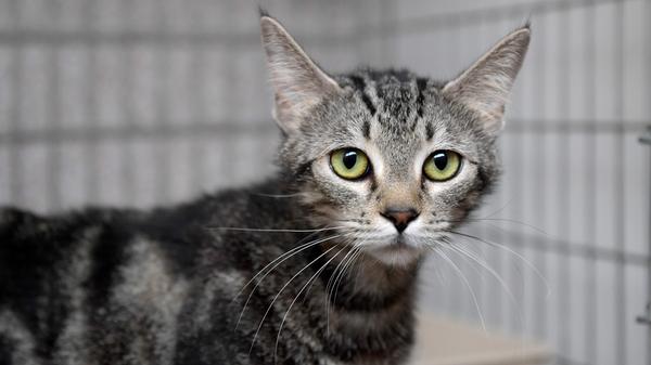 Die grau-schwarz gestromte Katze lief einem Mann in Postbauer-Heng im Ortsteil Dillberg zu, und zwar schon am 20. August. Am 5. September wurde die Katze schließlich ins Tierheim Neumarkt gebracht, als langsam klar wurde, dass die Katze offenbar nicht mehr den Heimweg antritt oder möglicherweise auch ihr Zuhause nicht mehr findet. Die Katzenlady dürfte etwa 2 - 3 Jahre alt sein und sie hat leider keinerlei Kennzeichnung, also keine Tätowierung und keinen Chip, so dass die ihrer Besitzerfamilie nicht zugeordnet werden kann. Wo wird diese Katze vermisst? Besuche, Beratungsgespräche und Tiervermittlungen können im Tierheim Neumarkt nur nach vorheriger telefonischer Terminvereinbarung stattfinden. Katzenstreichler und Gassigeher sollten sich auch vorher telefonisch ankündigen. Das Büro ist täglich (außer an Sonn- und Feiertagen) von 14.30 bis 17 Uhr unter Telefon (09181) 22862 erreichbar. In Notfällen und im Falle von Fundtieren ist das Tierheim ebenfalls unter dieser Nummer erreichbar. Hier geht es zur Internet-Seite des Tierheims