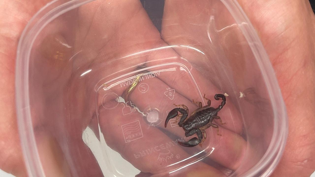 Die Laufer Beamten rückten zu einem besonderen Einsatz aus: Ein Mann hatte einen Skorpion in seinem Keller gefunden. Die Laufer Beamten rückten zu einem besonderen Einsatz aus: Ein Mann hatte einen Skorpion in seinem Keller gefunden.