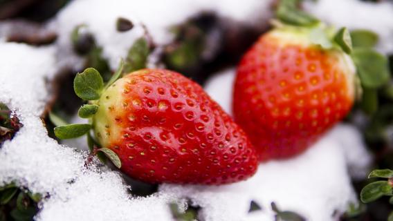 Erdbeeren überwintern: So bereiten Sie die Pflanzen für den Winterschlaf