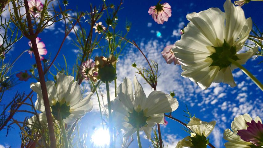 Die letzten Blüten der Cosmea strecken sich der Sonne entgegen. Mehr Leserfotos finden Sie hier