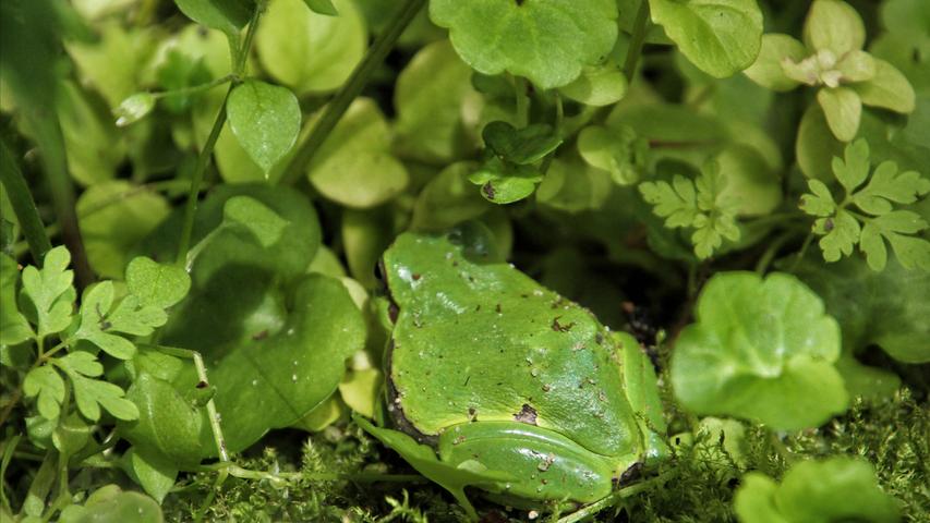 Kaum in dem kräftigen Grün zu erkennen ist der Frosch, der in einem Schaukasten im Erlanger Weihergrundstück sitzt. Mehr Leserfotos finden Sie hier