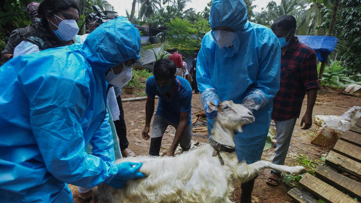 Medizinisches Personal in Kozhikode im Süden Indiens entnimmt einer Ziege Blutproben, um sie auf das Nipah-Virus zu testen.