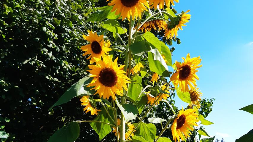 Unsere Leserin Heidi Sommer, wie sollte es bei dem Nachnamen anders sein, hat uns ein Foto von ihren schönen Sonnenblumen geschickt.