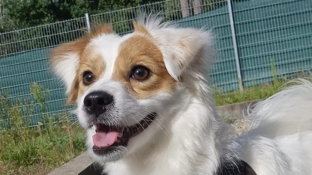 Mittlerweile ein aufgewecktes Kerlchen: Rüde "Sammy" im Nürnberger Tierheim. Mittlerweile ein aufgewecktes Kerlchen: Rüde "Sammy" im Nürnberger Tierheim.