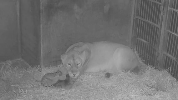 Angespannte Ruhe im Raubtierhaus: So geht es aktuell den Löwenbabys im Nürnberger Tiergarten