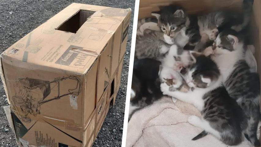 Unbekannter setzt Kitten in Karton aus - Unbekannter setzt Kitten in Karton aus -