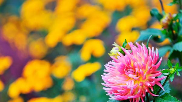 Beim Festival der Farben am Freitag und Samstag im Grünen Zentrum Krottenbach erwarten das Publikum Workshops, Vorträge, Livemusik und leckeres Essen. Auch einige Aktionen für Kinder sind geplant. Los geht's an beiden Tagen um 9 Uhr.