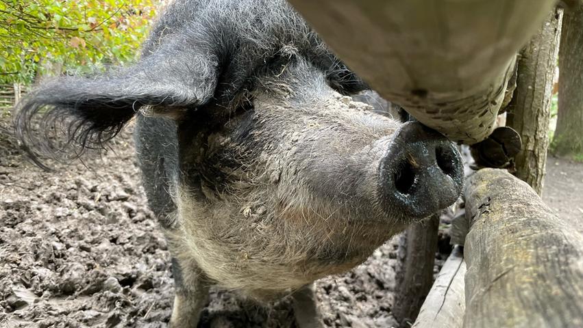 Die Wollschweine sind der tierische Höhepunkt in der Mittelalter-Baugruppe im Freilandmuseum. 