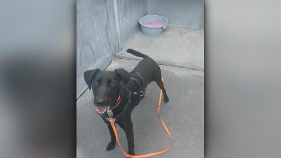 Nach nur zwei Tagen verlassen: Hund Nero hofft auf herzliches Zuhause