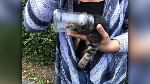 "Zu tief ins Glas geschaut": Kätzchen bleibt im Einmachglas stecken