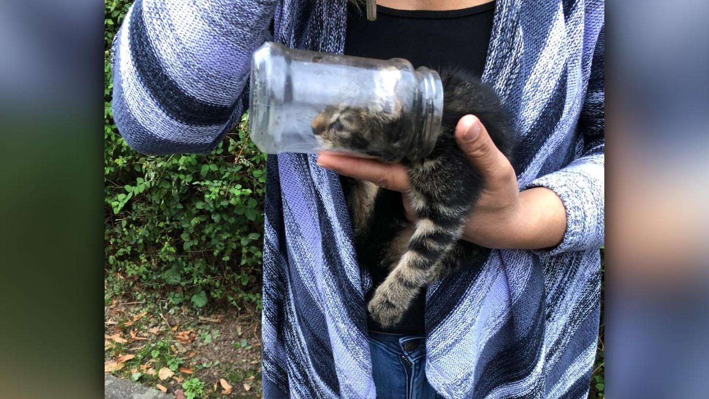 Das Kätzchen wurde vom Glas befreit und ins Tierheim gebracht.