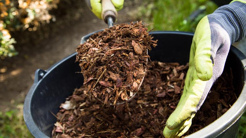 Bodenpflege für den Birnenbaum: Um eine gute Bodenbeschaffenheit zu haben, sollte man rund um den Stamm regelmäßig mulchen.