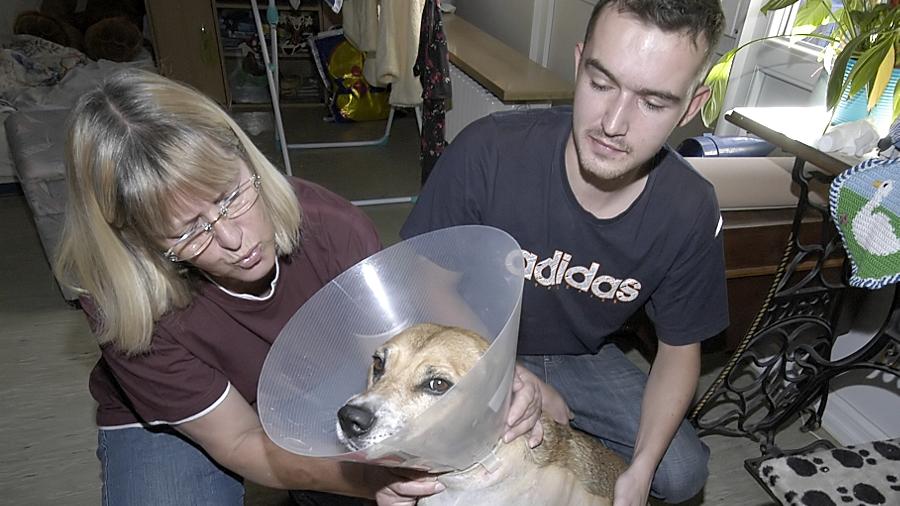 Kein Schmerzensgeld für angeschossenen Hund Kein Schmerzensgeld für angeschossenen Hund