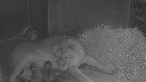 Neues Foto der Löwenbabys - Wann bekommen Tiergarten-Besucher sie zu Gesicht?