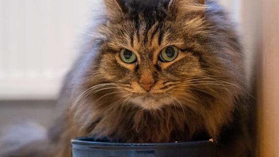 Katze kämpft ums Überleben - und ernährt sich wochenlang von totem Herrchen