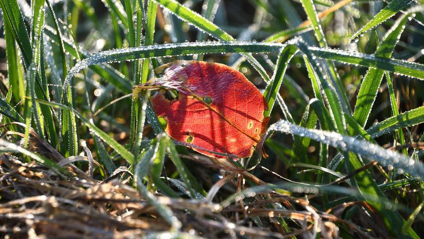 Im Wiesengrund leuchtet ein herbstliches Blatt umgeben von Tautropfen aus dem Gras. Mehr Leserfotos finden Sie hier