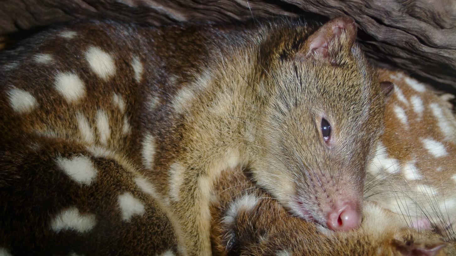 Eigentlich hat ein Farmer in Südaustralien mit einer Katze gerechnet - stattdessen fand er einen Riesenbeutelmarder vor. Eigentlich hat ein Farmer in Südaustralien mit einer Katze gerechnet - stattdessen fand er einen Riesenbeutelmarder vor.