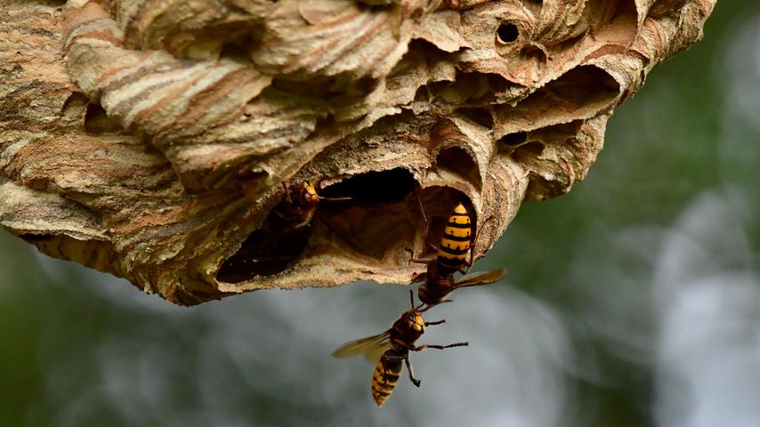 Zwei Hornissen tummeln sich am Eingang zu ihrem kunstvoll gebauten Nest. Mehr Leserfotos finden Sie hier