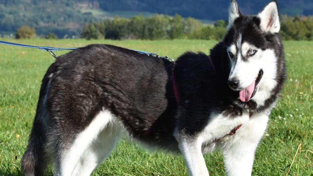 Die Husky-Hündin Luna ist blind und fast taub. Die Husky-Hündin Luna ist blind und fast taub.