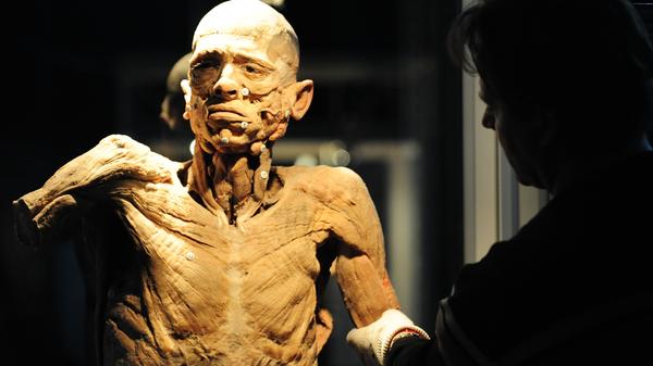 Faszinierende und aufschlussreiche Blicke in den menschlichen Körper ermöglicht eine Ausstellung in Fürth. Bei der Schau, die am Samstag und Sonntag in der Stadthalle gastiert und für die es keine Altersbeschränkung gibt, sind etwa 200 anatomische Exponate zu sehen, die alle aus konservierten menschlichen Körpern bestehen. Komplettiert wird die "Echte Körper Ausstellung" mit Multimediavorführungen. Los geht's an beiden Tagen um 11 Uhr.