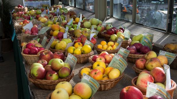 Die Gartenfreunde Ebermannstadt und der Kreisverband für Obst- und Gartenbau Forchheim bitten am Sonntag auf den Marktplatz. Bei einem um 10.30 Uhr beginnenden Obsterlebnistag werden dem Publikum rund 100 verschiedene Apfelsorten präsentiert. Ein Pomologe ist ebenfalls vor Ort und bestimmt „namenlose“ Äpfel- und Birnensorten aus dem heimischen Garten. Außerdem stellen sich Baumschulen sowie Fachkräfte in Sachen Obst- und Gartenanbau vor.