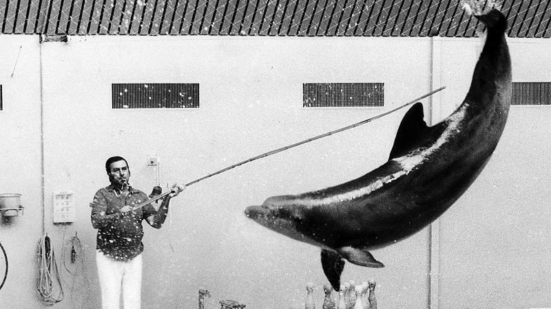 1981: Zu den sieben alteingesessenen Tümmlern gesellte sich 1981 ein weiterer, das 2,5 Meter lange und 95 Kilogramm schwere Weibchen Andrea. Nach einer anstrengenden Reise von 50 Stunden wurde der Flaschennasen-Delfin im März von seinen Trainern in Empfang genommen.