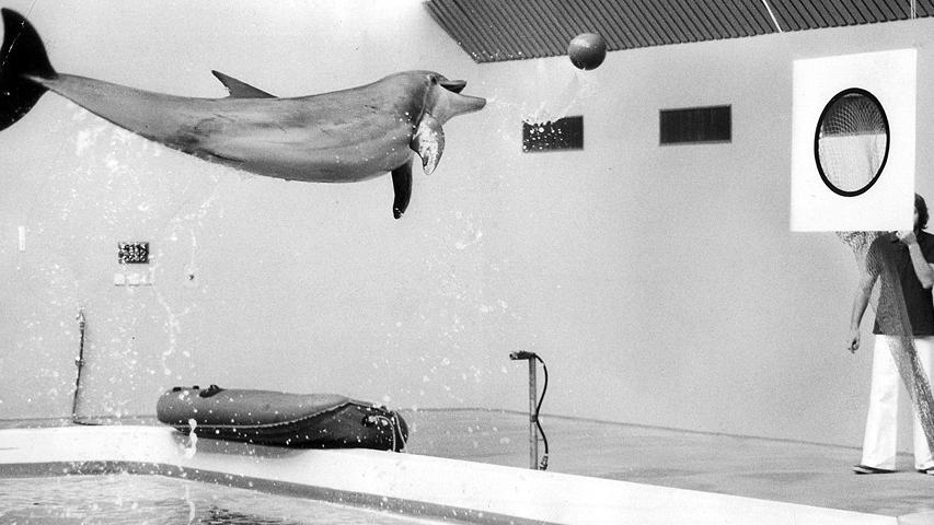 1975: Rechtzeitig zum Beginn der Osterwoche zeigten die Delfine bei einer Pressevorstellung ihre neuen Kunststücke. Präsentiert wurde unter anderem ein Hürdenlauf über Wasserstrahlen. Einer der munteren Meeressäuger zeigte sogar, dass er durchaus auch als Basketball-Spieler eingesetzt werden könnte (Foto).