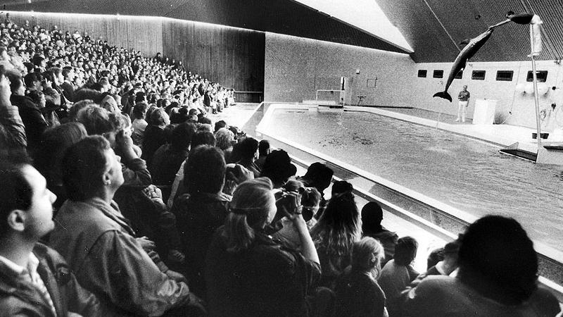 1991: Die drei Vorstellungen am Eröffnungstag des neuen Delfinariums, dem 1. Mai, waren ausgebucht. Nach langer Pause zeigten fünf trainierte Tümmler erstmals wieder ihr Können. Rund 3000 Gäste verfolgten die Shows.