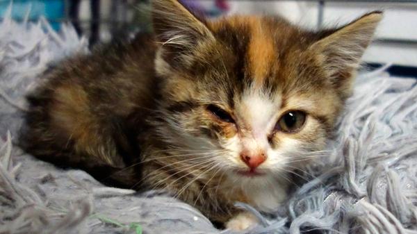 Als Fundtier kam das dreifarbige Kätzchen am 30. September ins Tierheim Neumarkt, und das gleich mit dem Rettungsdienst, mit einem Fahrzeug des BRK. Offenbar war dieser Rettungseinsatz nicht geplant, da der BRK-Mitarbeiter extrem in Eile war und von ihm nur zu erfahren war, dass das etwa sechs Wochen alte Kätzchen in Berngau-Tyrolsberg im Wald gefunden wurde. Das Kätzchen, dessen Augen arg verklebt waren und in dessen Ahnenreihe sich Artgenossen mit längeren Haaren befunden haben müssen, war völlig ausgehungert und erst einmal heilfroh, ein weiches Bettchen und Futter zu haben, auch wenn dieses weiche Bettchen derzeit eine Art Notquartier in einem Hasenkäfig ist, denn das Tierheim Neumarkt ist nach wie vor voll bis unter das Dach. Wo fehlt dieses Kätzchen? Besuche, Beratungsgespräche und Tiervermittlungen können im Tierheim Neumarkt nur nach vorheriger telefonischer Terminvereinbarung stattfinden. Katzenstreichler und Gassigeher sollten sich auch vorher telefonisch ankündigen. Das Büro ist täglich (außer an Sonn- und Feiertagen) von 14.30 bis 17 Uhr unter Telefon (09181) 22862 erreichbar. In Notfällen und im Falle von Fundtieren ist das Tierheim ebenfalls unter dieser Nummer erreichbar. Hier geht es zur Internet-Seite des Tierheims