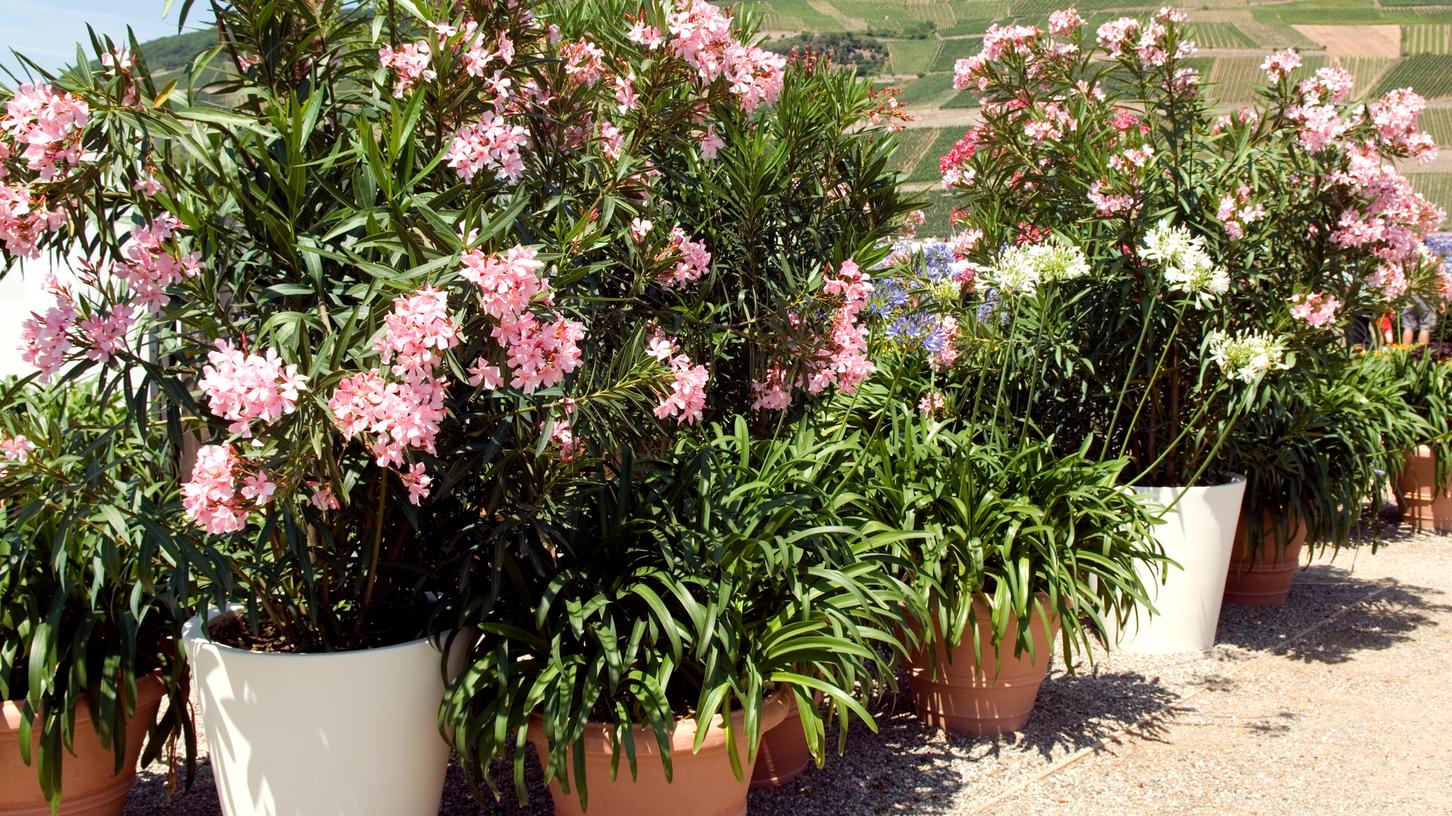 Hier erfahren Sie, wie Sie Oleander als Kübelpflanze schneiden.