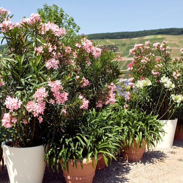 weitere interessante Themen: