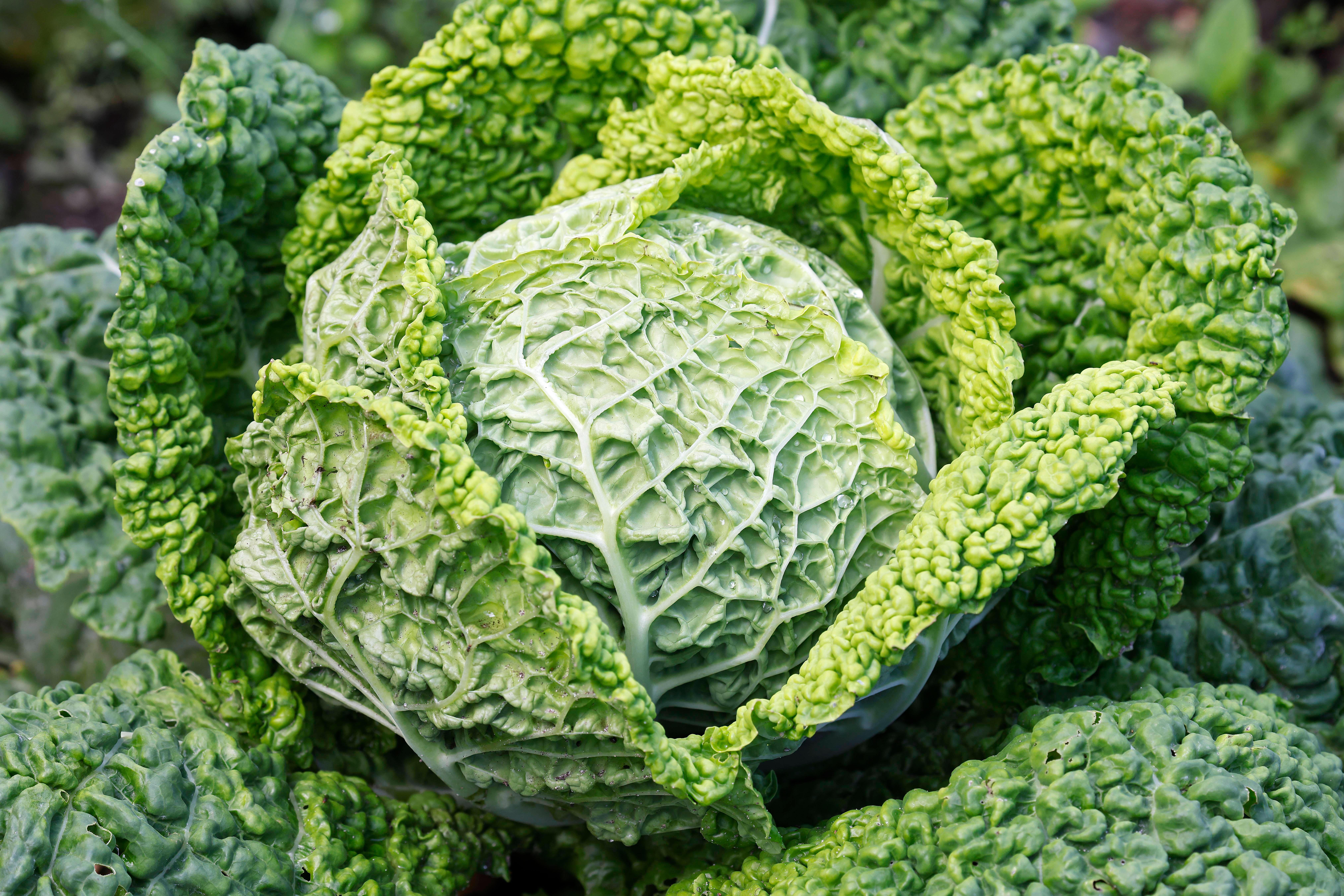 Wirsing gesund zubereiten: Tipps für perfektes Kochen &amp; Braten