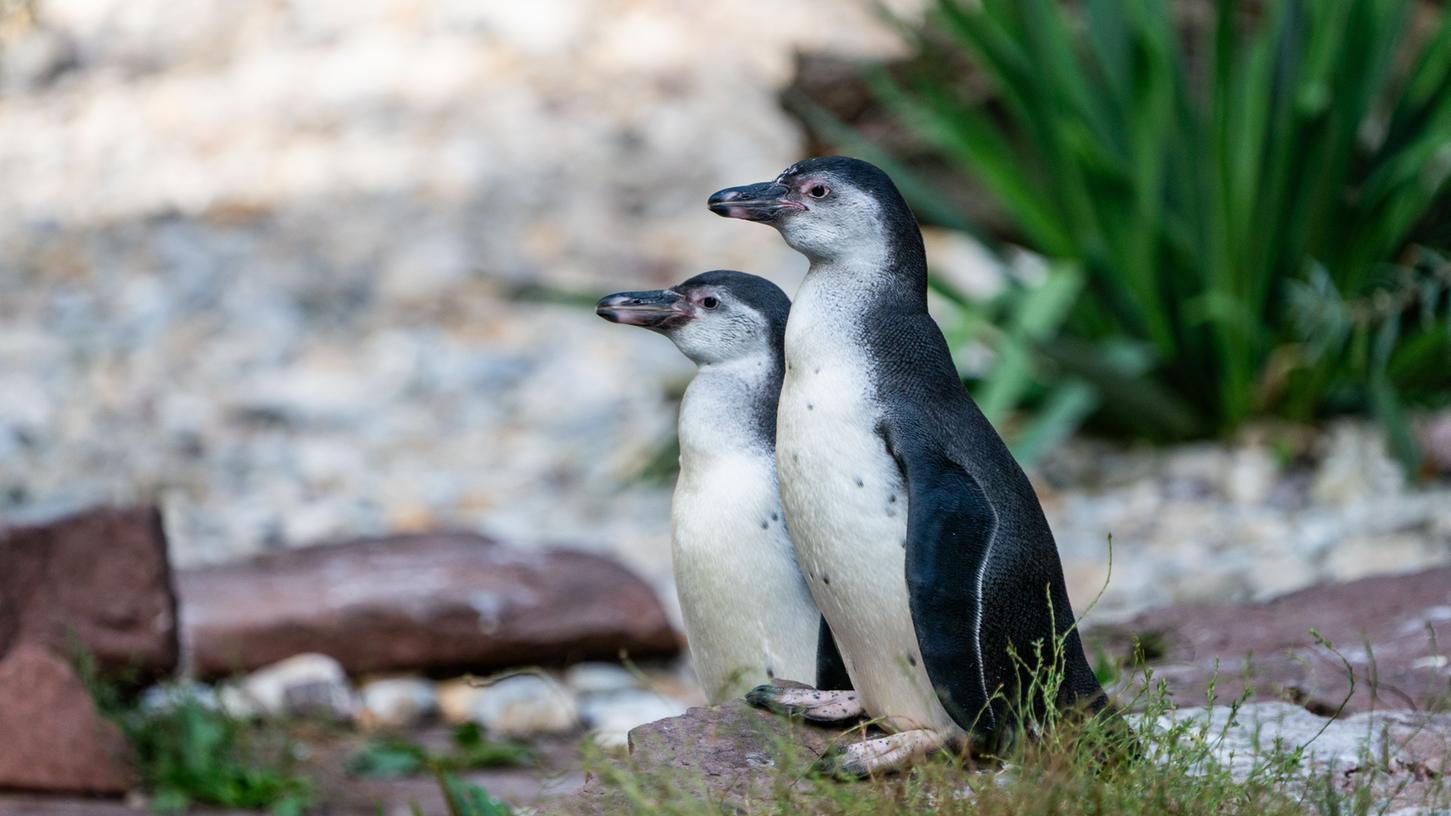 Das sind Nürnbergs neue Pinguine Bella und Tiffy.