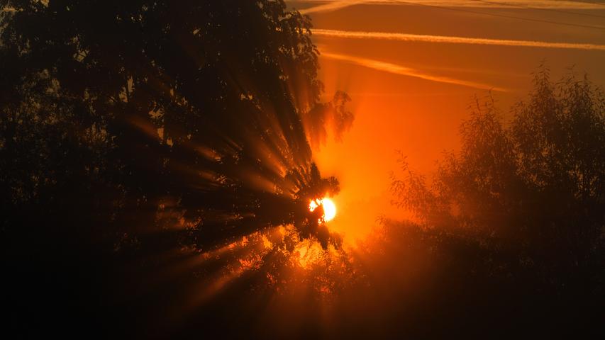 Bei Sonnenaufgang im Wiesengrund fallen die Lichtstrahlen fächerförmig durch die Äste. Mehr Leserfotos finden Sie hier