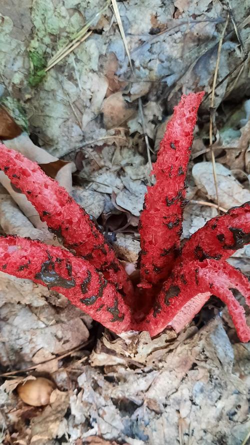 Dieser leuchtend rote Pilz erinnert an die Tentakel einer Krake, die aus dem Waldboden ragen. Mehr Leserfotos finden Sie hier
